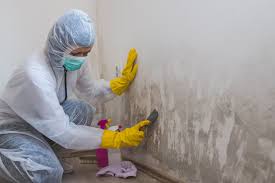 Why You Should Choose Our Mold Remediation Services in Wolf Point, MT